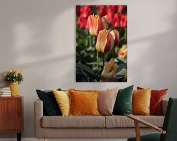 Tulipe jaune / rouge gros plan sur Egon Zitter