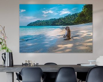 Affe genießt die Aussicht am Strand van Felix Brönnimann