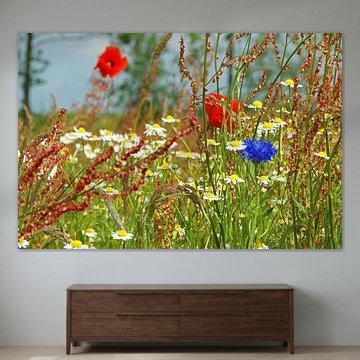 Wild flower meadow