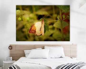 Half-witte vlinder met bokeh van Carin Klabbers