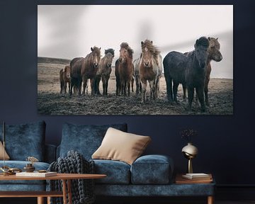 IJslandse Paarden van Gerald Emming