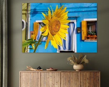Sonnenblume in Burano, Italien. von Wilco de Haan