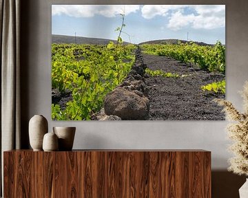 Wine grapes in Lanzarote by Andrew Chang