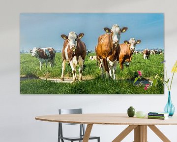Curious cows by Danny den Breejen