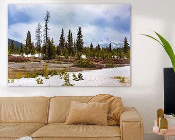 Kiefern im Schnee entlang der Icefields Parkway, Kanada von Rietje Bulthuis