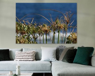 Gras in front of the sea