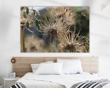 Gras in front of the sea