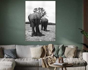 Elefants van Olaf Franke