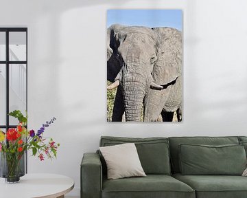 Afrikaanse olifant van Myrthe Visser-Wind