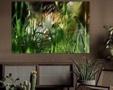 cat hidden in the grass
