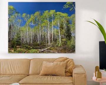 Berkenbomen in de lentezon, Canada van Rietje Bulthuis