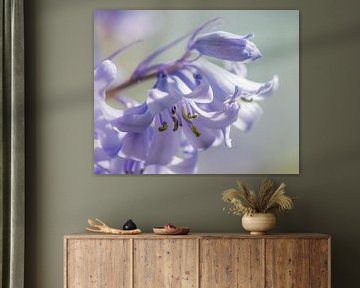 Hyacinthus in bloom by Connie Posthuma