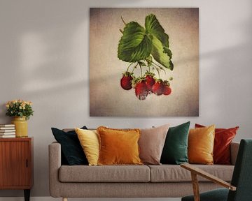 Fraises - Dessin antique de fraises