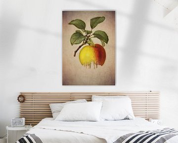 Apple - Antike Zeichnung eines Apfels