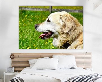 Golden Retriever van DeVerviers