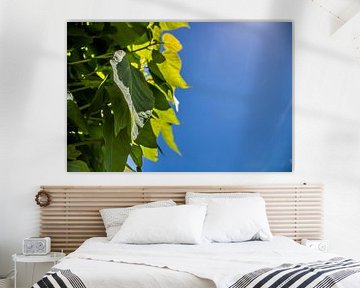 Groene bladeren van de Catalpa met een blauwe lucht van MijnStadsPoster