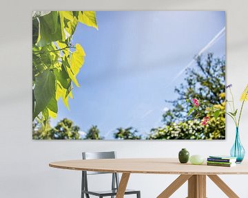 Groene bladeren van de Catalpa en andere bomen in het voorjaar by Rezona