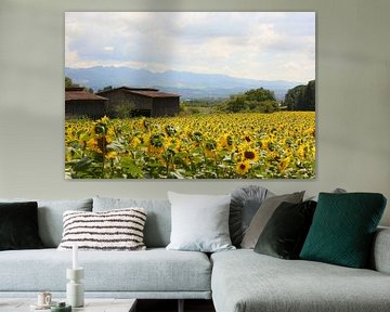 Die Sonnenblumenfelder / Frankreich