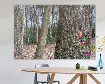 Gebleste bomen in een bos von Rezona