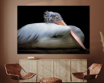 Pelican with soft feathers and pink beak by Jan van Dasler