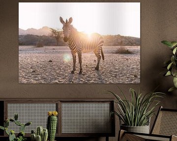 Zebra im Gegenlicht in Namibia van Felix Brönnimann