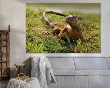 Iguanas Costa Rica by Ralph van Leuveren