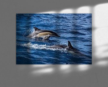 Delphine zwischen Faial und Pico