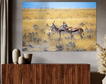 Namibia - Afrika - Springböcke van Felix Brönnimann