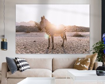 Zebra im Gegenlicht in Namibia von Felix Brönnimann