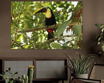 Toucan Costa Rica by Ralph van Leuveren