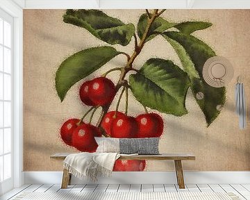 Cherries - Antique drawing of cherries by Jan Keteleer