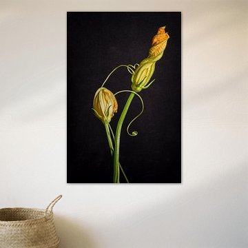 Still Life Zucchini Flower by Monique van Velzen