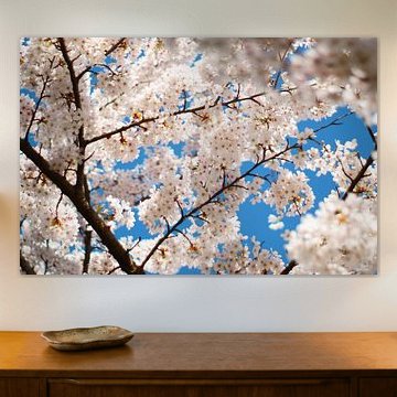 floraison des cerisiers au printemps