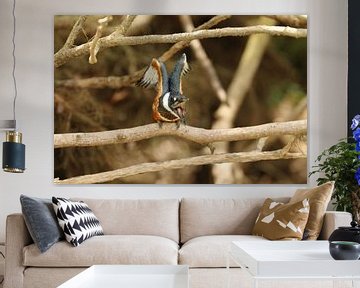 Kingfisher kingfisher Cano Negro Costa Rica by Ralph van Leuveren