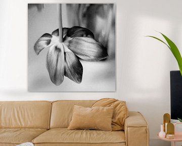 Tulpe (schwarz und weiß) von Rob van der Pijll