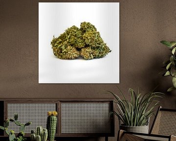 Fleur de marijuana à l'herbe de cannabis sur Felix Brönnimann