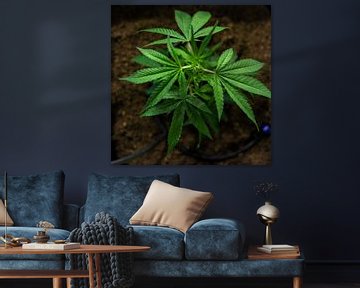 CBD hemp plant by Felix Brönnimann