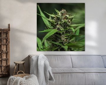 Cannabis Leaf Blossom by Felix Brönnimann