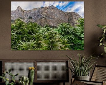 Cannabisveld in Zwitserland met bergen van Felix Brönnimann