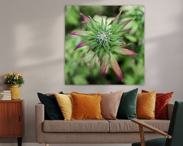 Cannabis Flower Purple by Felix Brönnimann