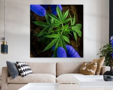 Cannabis Flower by Felix Brönnimann