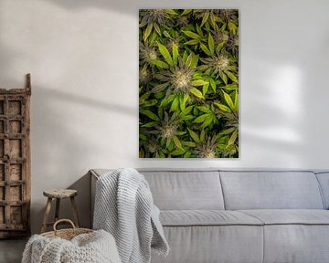 Cannabisbloemen van bovenaf van Felix Brönnimann