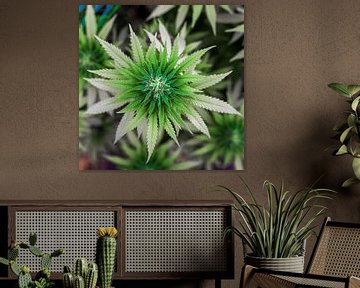 Cannabis Flower by Felix Brönnimann