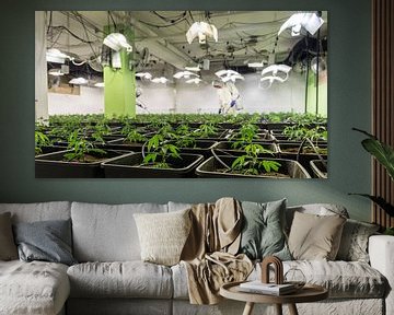 Indoor Plant CBD Cannabis by Felix Brönnimann