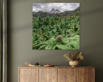 CBD-cannabisveld in de bergen van Poster Art Shop