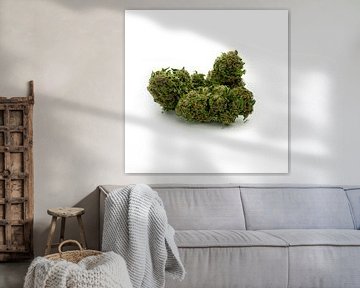 CBD Cannabis Blossom by Felix Brönnimann