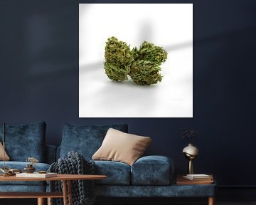 Fleur de cannabis de la CDB sur Felix Brönnimann
