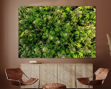 Cannabis plants from above by Felix Brönnimann
