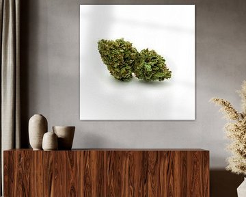 CBD Cannabis Blossom by Felix Brönnimann