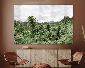 Cannabis field in the mountains by Felix Brönnimann